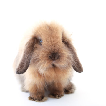 Cute white baby bunny rabbit