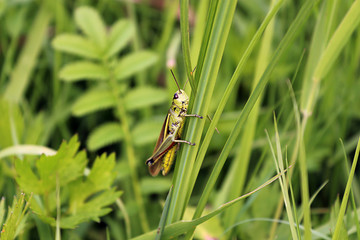 grasshopper