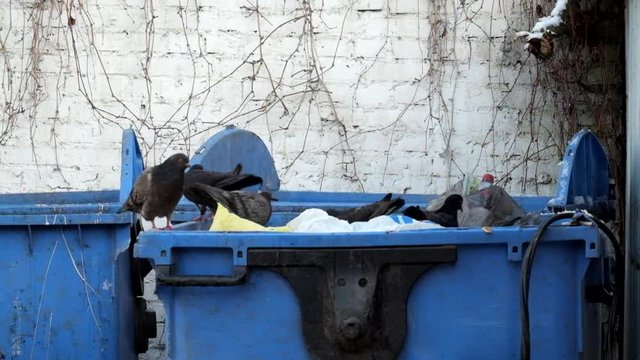 Rock doves swarm in a trash can