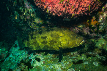 Malabar grouper