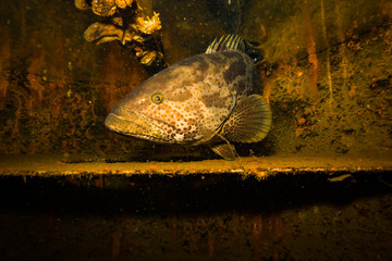 Malabar grouper