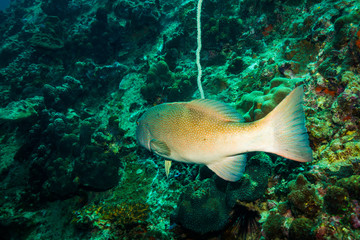 Fototapeta premium Malabar grouper