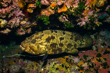 Malabar grouper