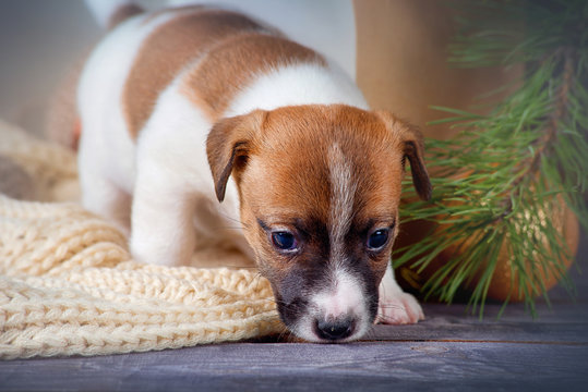 Puppy Jack Russell Terrier sniffs among the Christmas decorations
