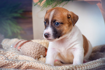 Cute puppy Jack Russell Terrier on a blanket in a box on the background of Christmas decorations