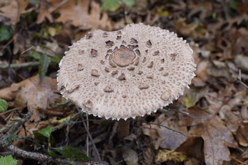 Mushroom