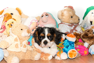 Cavalierking puppy charles spaniel