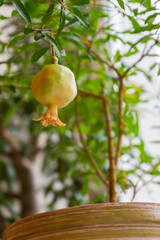indoor plant grenades on a colorful background, the house on the windowsill