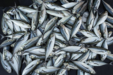 Obraz premium Many whole fresh raw fish. Background. View directly above