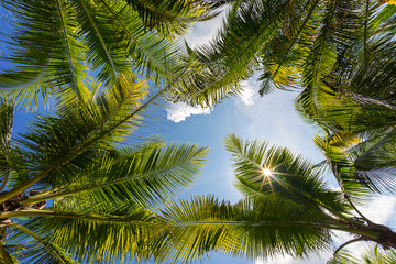 Green palm tree leaves on blue sky. Tropical background