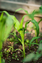 Young Corn Plant