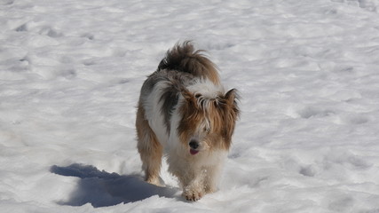 Cane pastore sulla neve