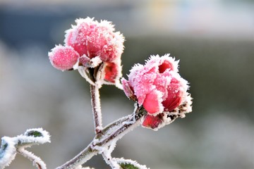 Rose en hiver