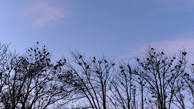 Tree full of craws in winter time - cinemgraph loop