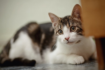 The cat of a white color with striped spots