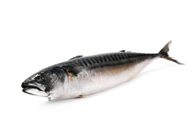 Whole Atlantic mackerel (Scomber scombrus) fish isolated on a white