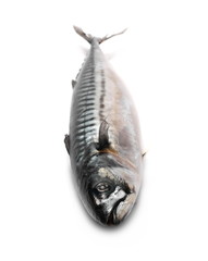 Whole Atlantic mackerel (Scomber scombrus) fish isolated on a white