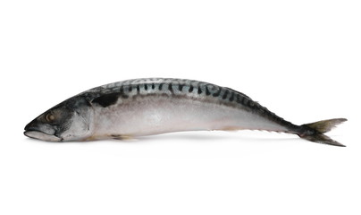 Whole Atlantic mackerel (Scomber scombrus) fish isolated on a white