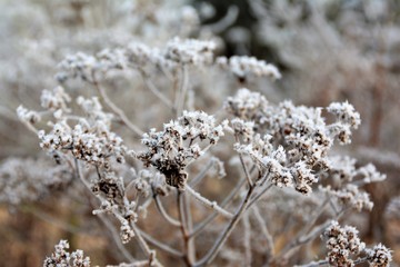 Jardin d'hiver