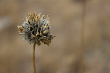 Dried and delicate Pebble Pincushion wildflower in the desert sandstone of Utah.