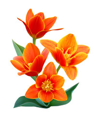 A flower of  liliaceae tulip bouquet