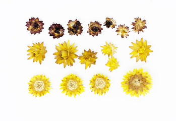Yellow Flowers Isolated on white background