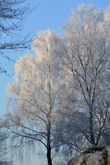 Parc de Gromesnil en hiver