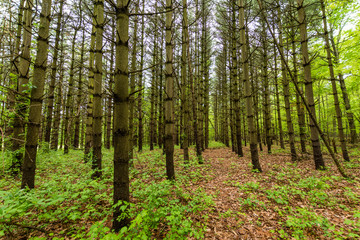 Hiking Through Pretty Boy Reservoir in Hartford County, Maryland