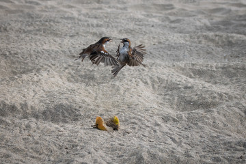 2 male Iago sparrow (Passer iagoensis), also known as the Cape Verde or rufous-backed sparrow, fighting over discarded apple