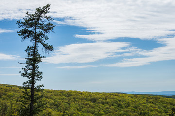 Obraz premium Landscape of The area around Long Pine Reservoir in Michaux State Forest in Central Pennsylvania