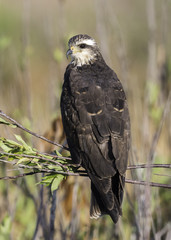 Snail KIte