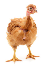 Brown hen isolated.
