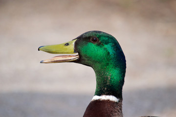Duck