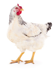 White hen isolated.