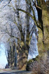 Parc de Gromesnil en hiver