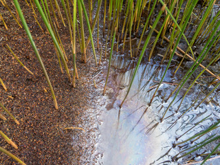 Common spikerush and iron bacteria