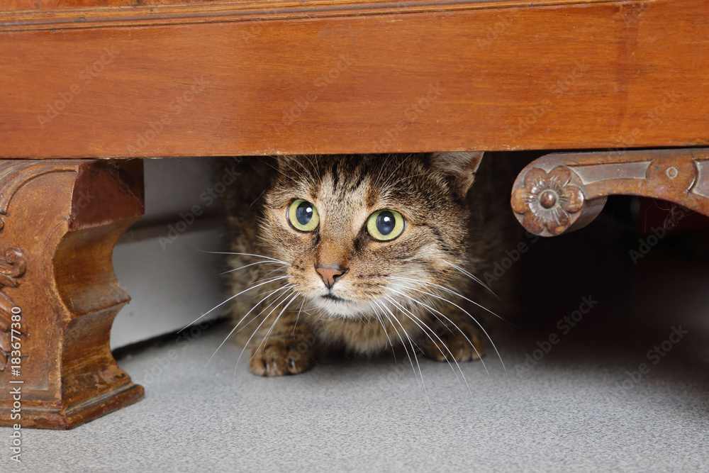 Fototapete chat tigré brun marron tabby effrayé sous un meuble dans maison