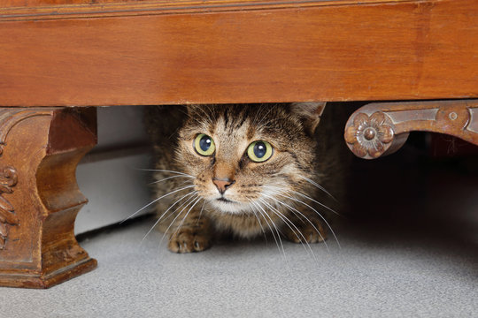 chat tigré brun marron tabby effrayé sous un meuble dans maison