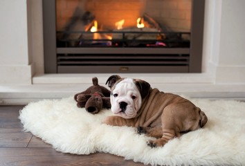 english bulldog puppy - 8 weeks old 