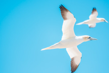 One flying gannet bird isolated against blue sky in Perce, Gaspesie, Gaspe region of Quebec, Canada by Bonaventure Island