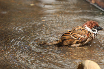 A bird Brown sparrows are playing in small  pool in public park in summer season
