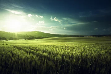 Abwaschbare Fototapete Land Grünes Weizenfeld in der Toskana, Italien