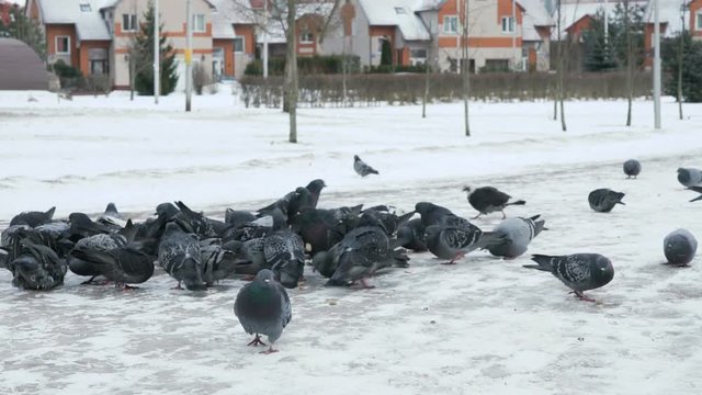 Flock of pigeons eating switchgrass in the urban park in cold winter outdoors