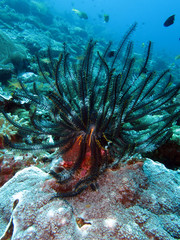 Haarstern, Federstern (Comanthus sp.)