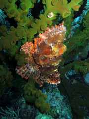 Bärtiger Drachenkopf an Schwarze  Kelchkoralle