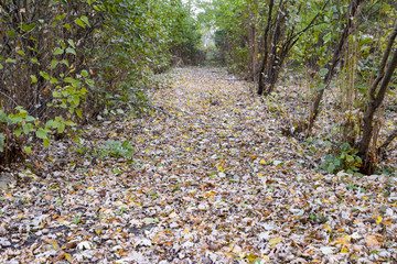 The path strewn with autumn yellow leaves of trees. Autumn alley