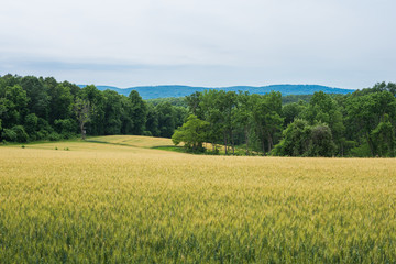 Rural Country York County Pennsylvania Farmland, on a Summer Day © Christian Hinkle