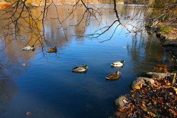 Obraz na płótnie Canvas Ducks in the New York Central park enjoy sunny November day
