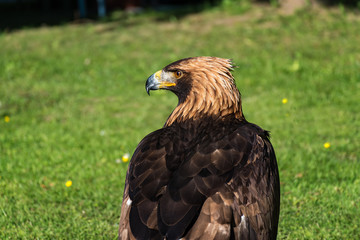 Golden eagle -  closeup portrait  (Aquila chrysaetos)