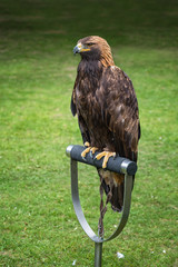 Golden eagle on perche -  closeup portrait  (Aquila chrysaetos)